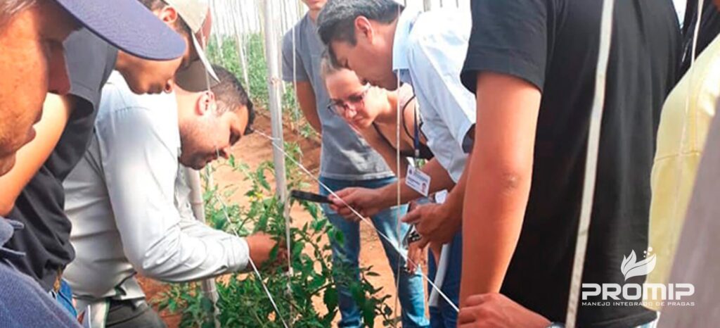 promip manejo integrado de pragas controle biologico promip realiza treinamentos manejo integrado de pragas a produtores da regiao marilia